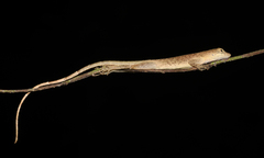 Anolis fuscoauratus
