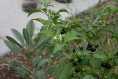 Solanum emulans