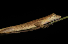 Anolis fuscoauratus