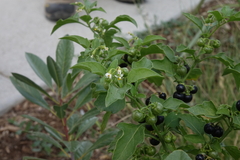 Solanum emulans