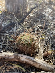 Hamatocactus setispinus