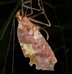 Pterochroza ocellata