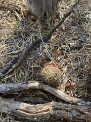 Hamatocactus setispinus