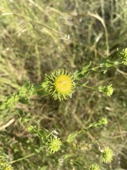 Grindelia nuda