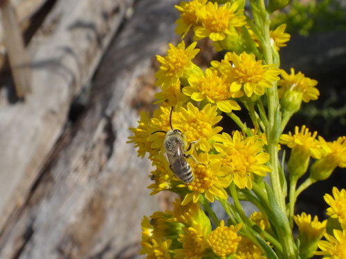 Beach Dune Cellophane Bee photo 2