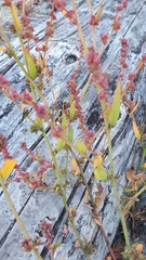 Rumex conglomeratus