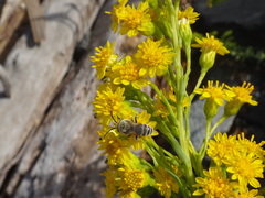 Colletes speculiferus