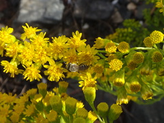 Colletes speculiferus