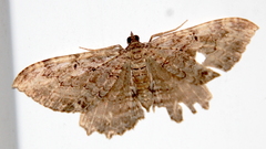 Rheumaptera meadii