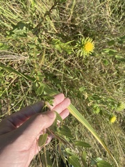 Grindelia nuda