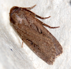 Ufeus satyricus