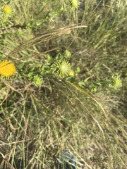 Grindelia nuda