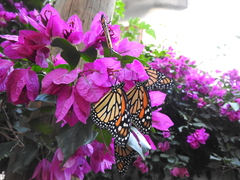 Danaus plexippus plexippus