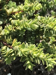 Pimelea serpyllifolia