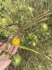 Grindelia nuda