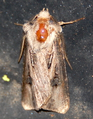 Agrotis venerabilis