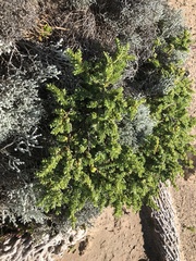 Pimelea serpyllifolia