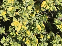 Pimelea serpyllifolia