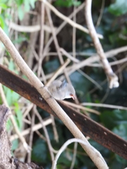 Malurus lamberti