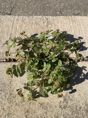 Euphorbia ophthalmica