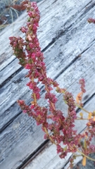 Rumex conglomeratus