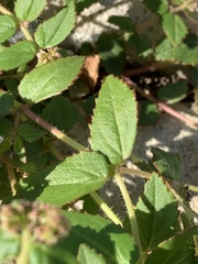 Euphorbia ophthalmica