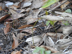 Sistrurus miliarius barbouri