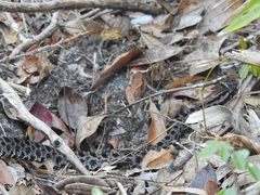 Sistrurus miliarius barbouri