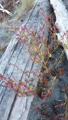 Rumex conglomeratus