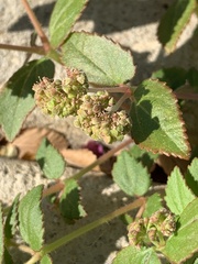Euphorbia ophthalmica