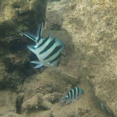 Abudefduf sexfasciatus