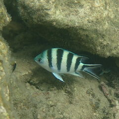 Abudefduf sexfasciatus
