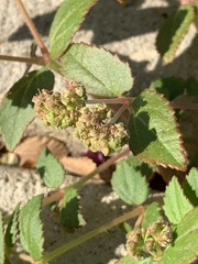 Euphorbia ophthalmica