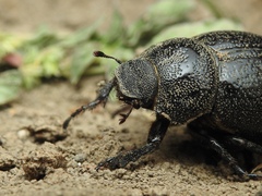 Phyllophaga cribrosa