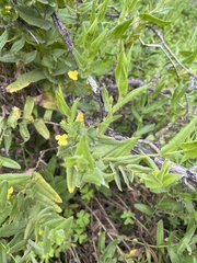 Goodenia amplexans