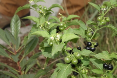 Solanum emulans