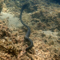 Emydocephalus annulatus