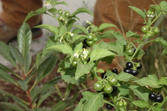Solanum emulans