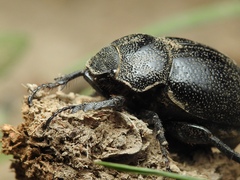 Phyllophaga cribrosa