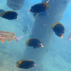 Chaetodon flavirostris