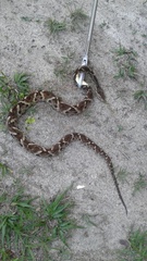 Bothrops leucurus