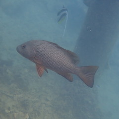Lutjanus argentimaculatus