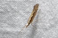 Plutella xylostella-australiana