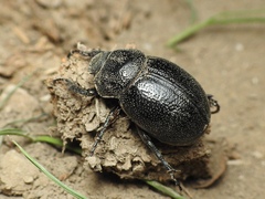 Phyllophaga cribrosa