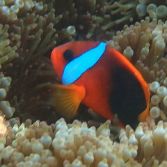 Amphiprion melanopus