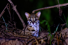 Prionailurus javanensis sumatranus