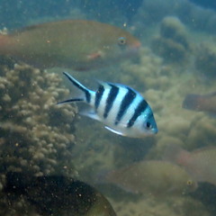 Abudefduf sexfasciatus