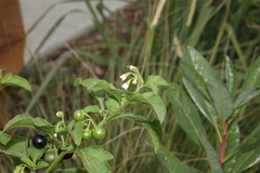 Solanum emulans