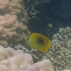 Chaetodon bennetti