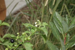 Solanum emulans
